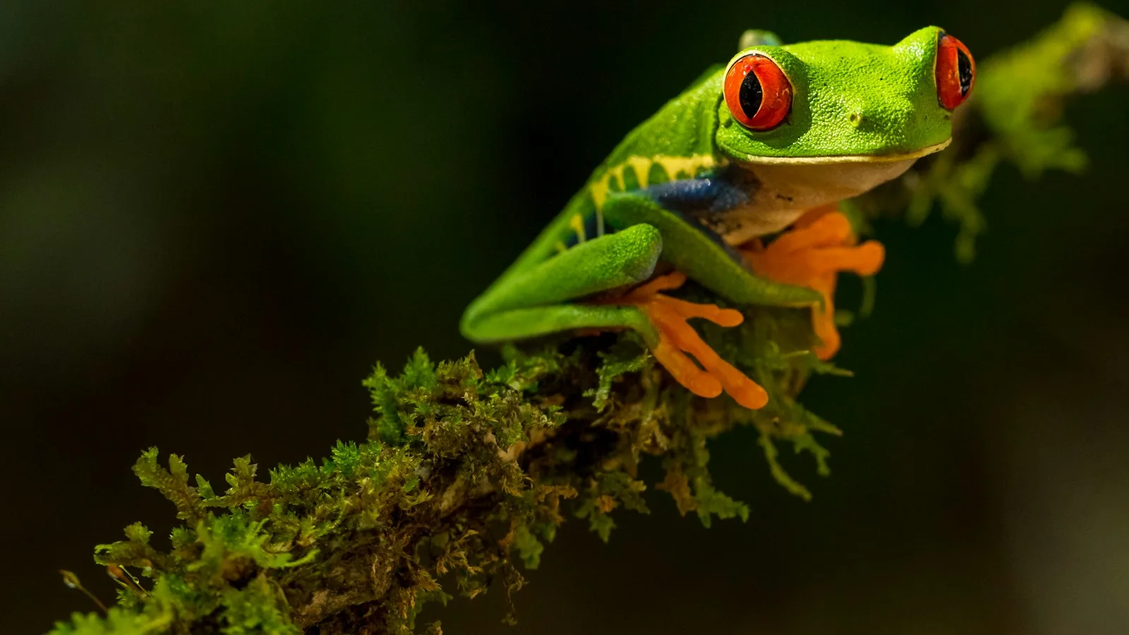 Grenouille dendrobate rouge et bleue sur une feuille tropicale du Costa Rica