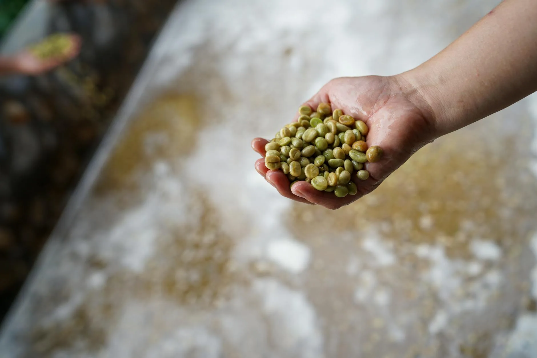 Du caféier à la tasse : la production