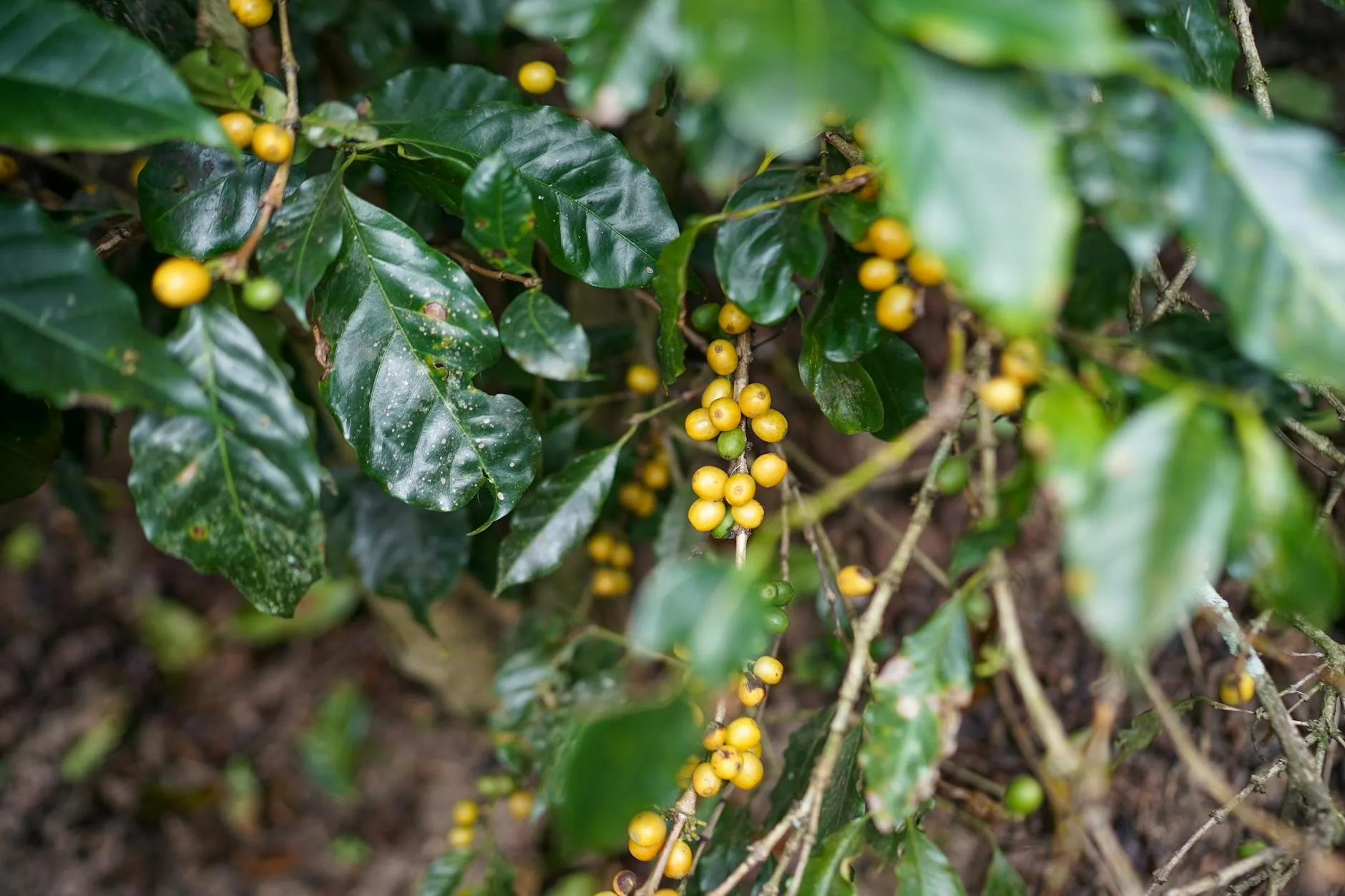 Visiter une plantation de café