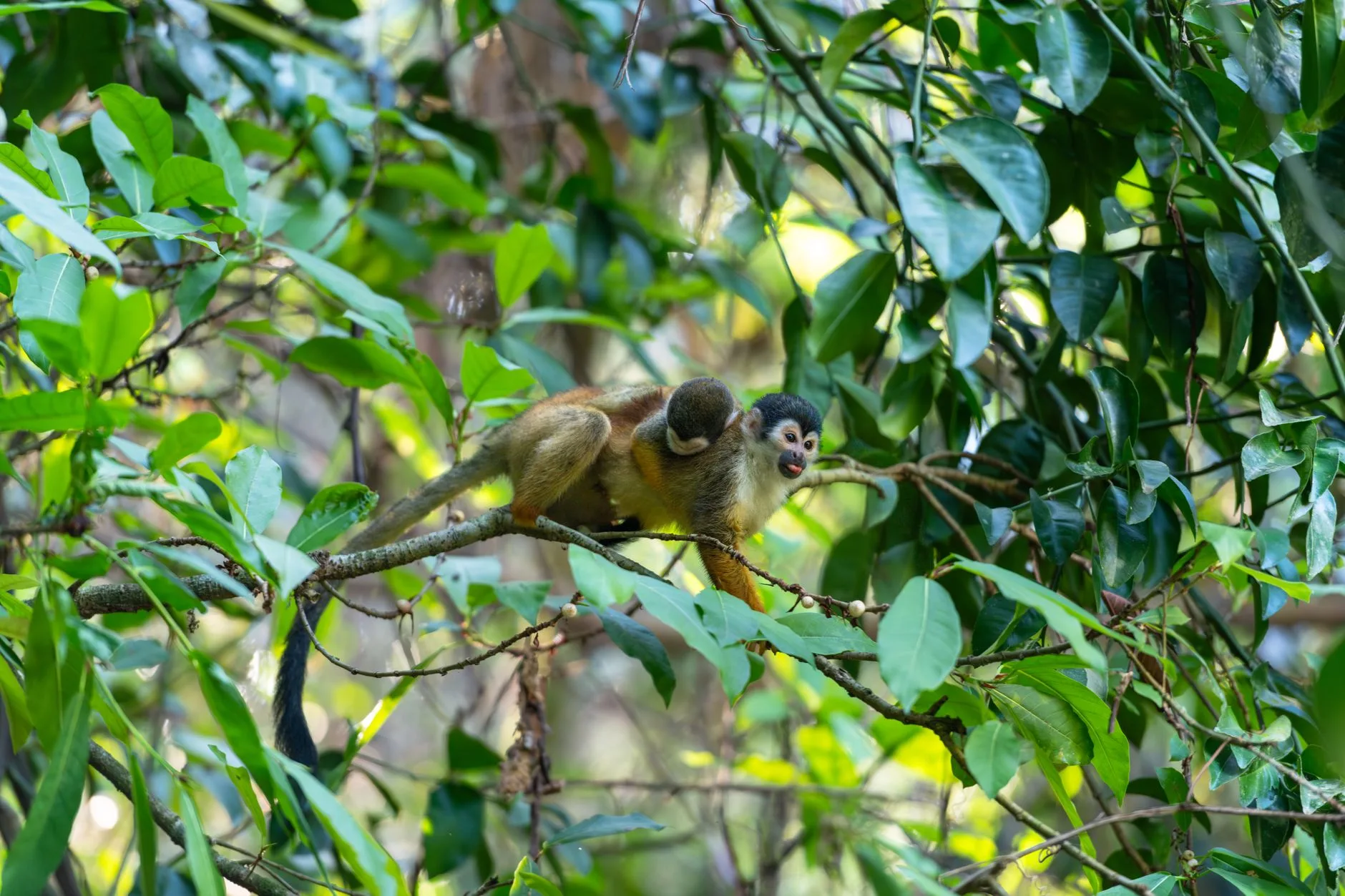 Pourquoi le guide est obligatoire à Corcovado