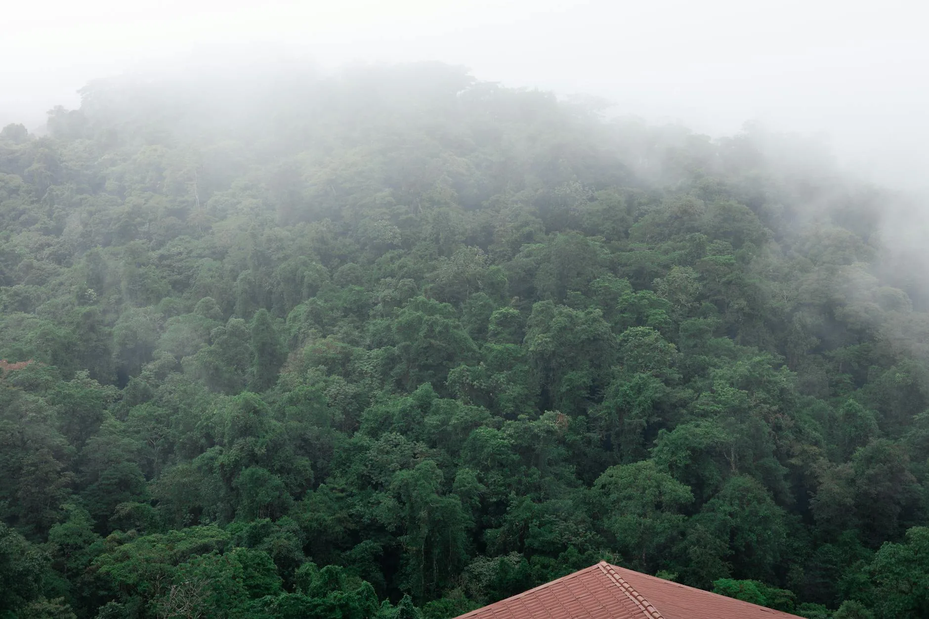Jour 4 : Forêt nuageuse de Monteverde