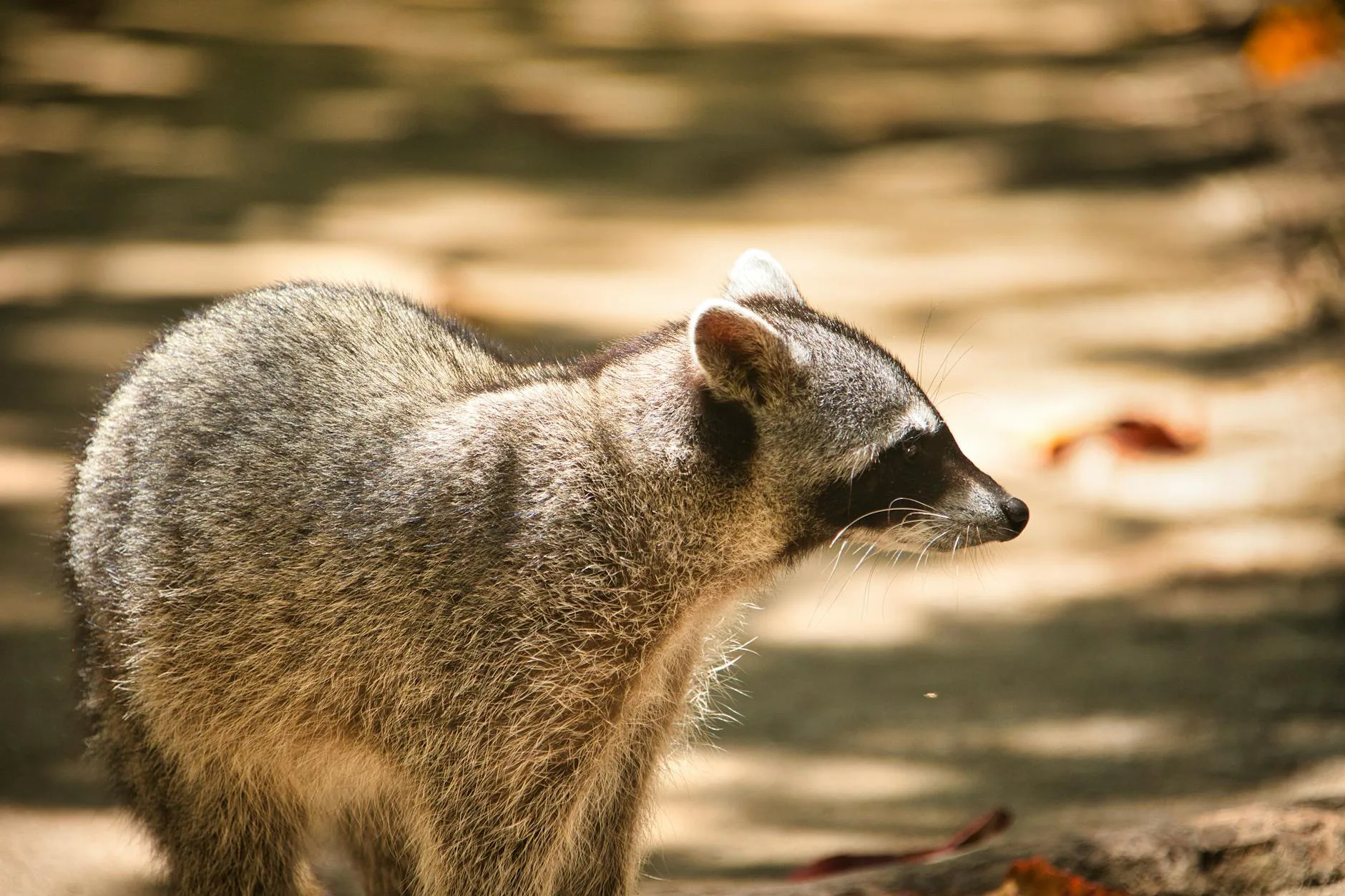 Faune : qui gagne ?