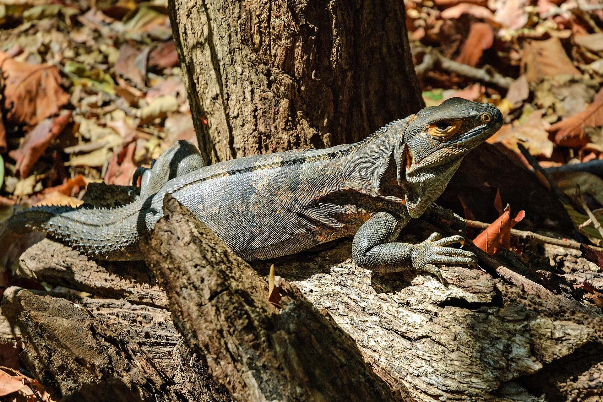 Le Parc national de Santa Rosa