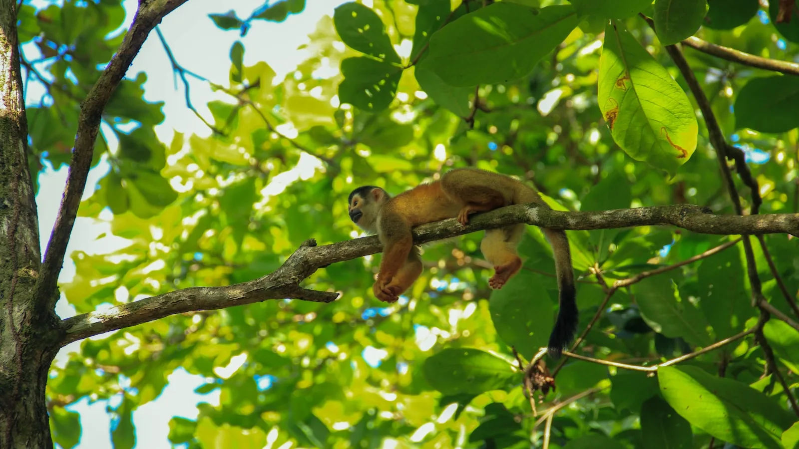 Observer la faune : singes, paresseux et oiseaux