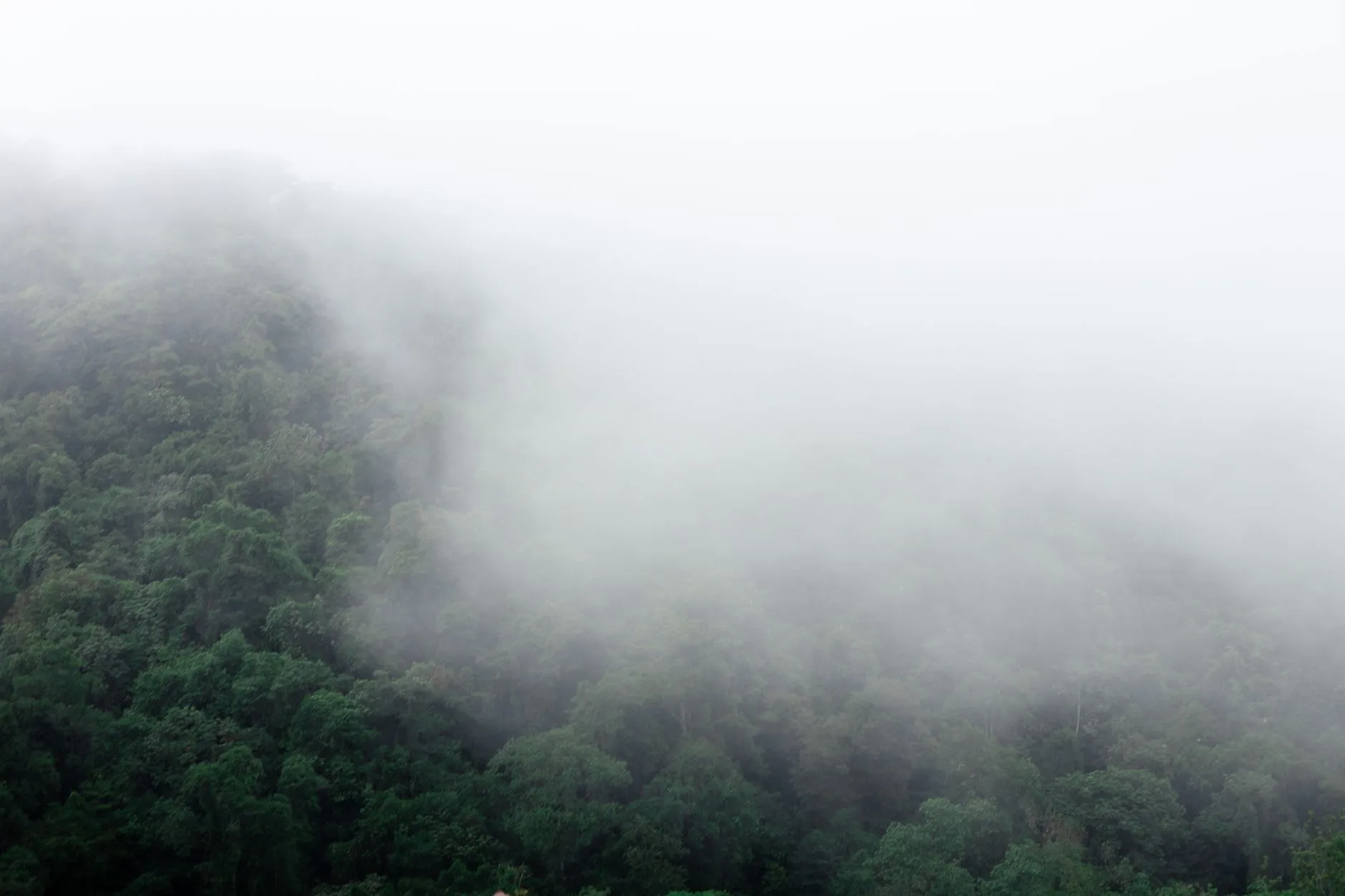 La Réserve de Forêt Nuageuse de Monteverde