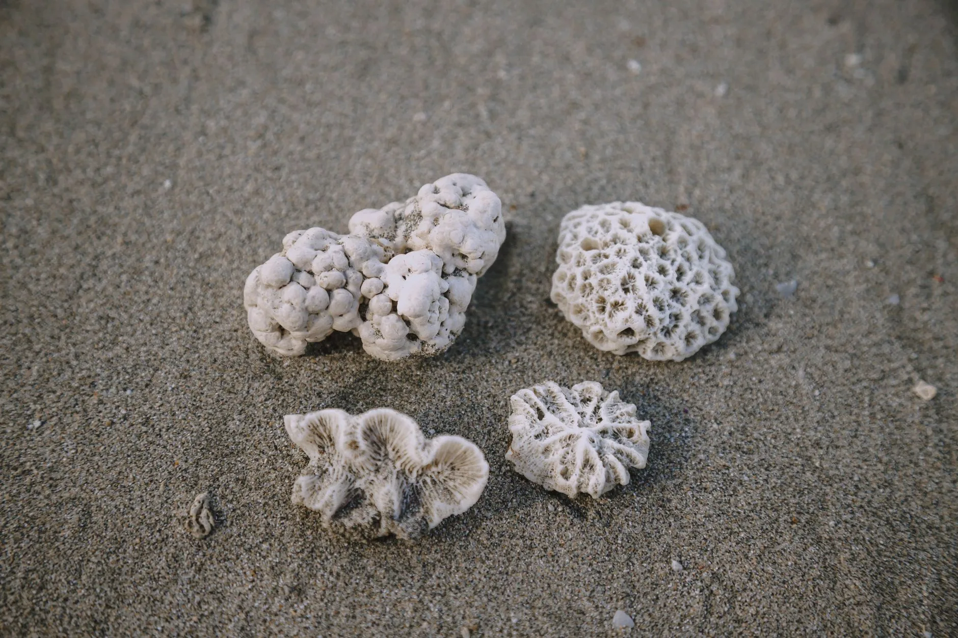 Excursion incontournable : le Parc National de Cahuita