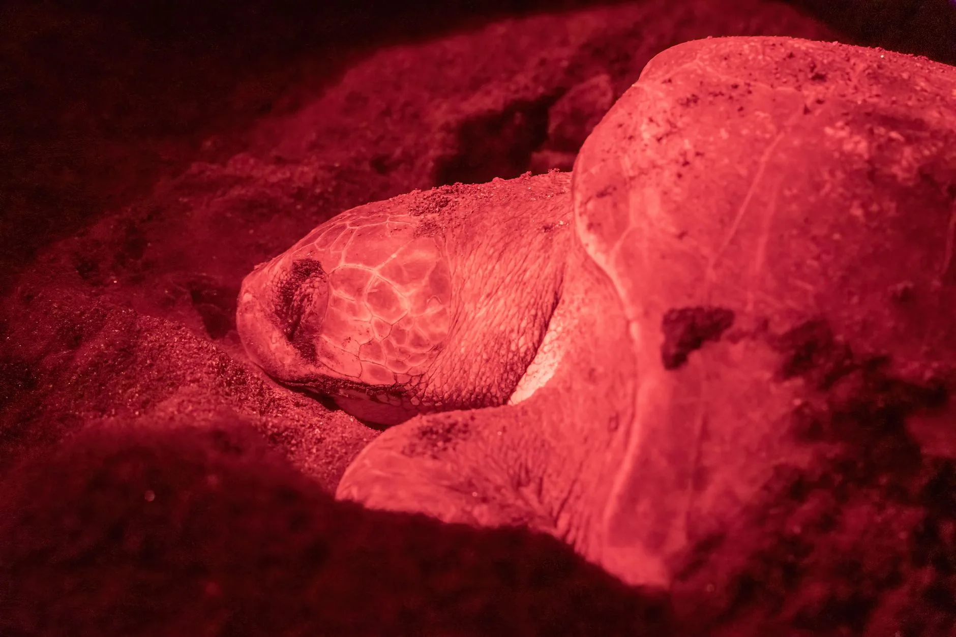 La saison des tortues marines