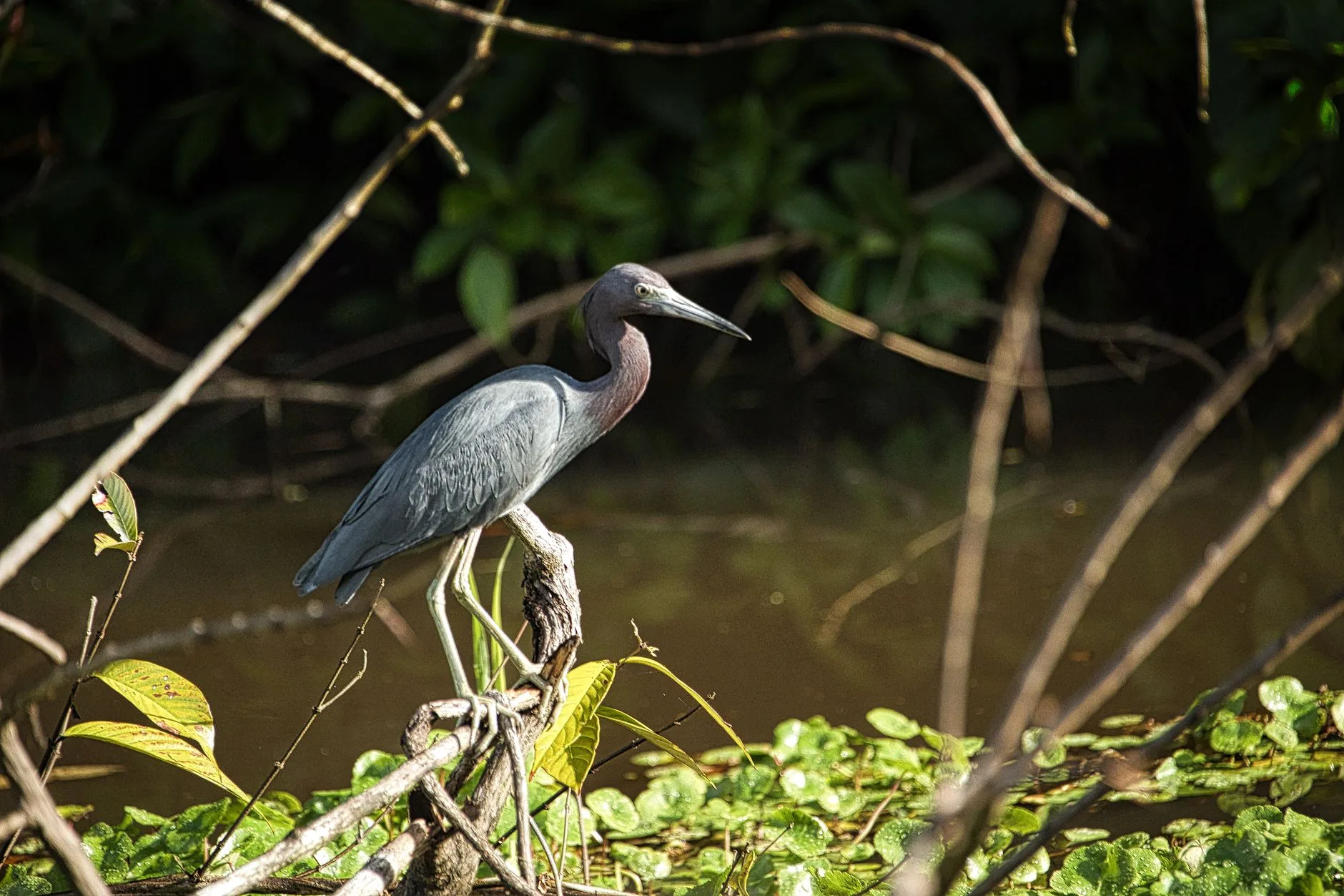 Les canaux de Tortuguero : la vie sur l'eau
