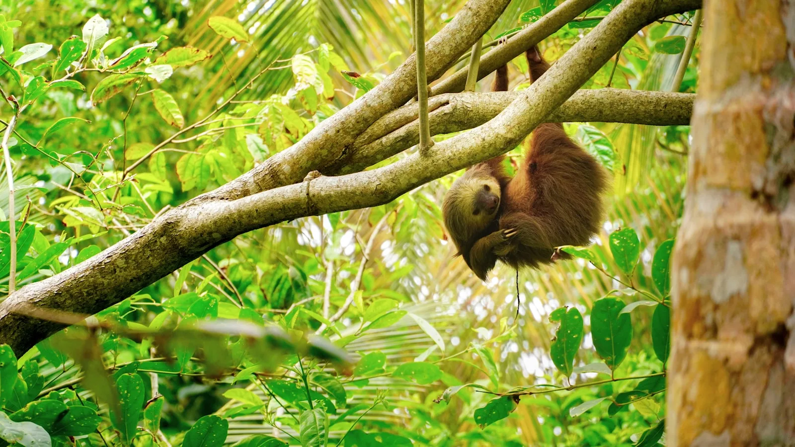 Observer la faune terrestre dans le parc